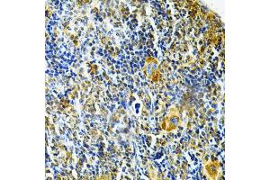 Immunohistochemistry of paraffin-embedded mouse spleen using GLRX Antibody (ABIN1876503) at dilution of 1:200 (40x lens). (Glutaredoxin 1 antibody)