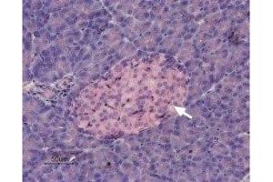 Expression of KCNK5 in rat pancreas - Immunohistochemical staining of rat pancreas was visualized using Anti-KCNK5 (TASK-2) Antibody (ABIN7043455 and ABIN7044945), (1:50). (KCNK5 antibody  (C-Term, Intracellular))