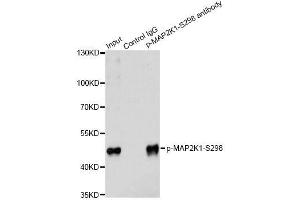 Immunoprecipitation analysis of 200 μg extracts of 293 cells treated by PMA using 2. (MEK1 antibody  (pSer297))