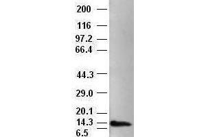 Western Blotting (WB) image for anti-Neurotrophin 4 (NTF4) (AA 81-210) antibody (ABIN1491680)