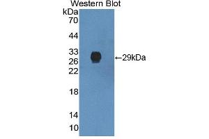 Figure. (IVD antibody  (AA 1-235))