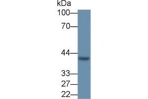Detection of VEGFD in MCF7 cell lysate using Polyclonal Antibody to Vascular Endothelial Growth Factor D (VEGFD) (VEGFD antibody  (AA 89-354))