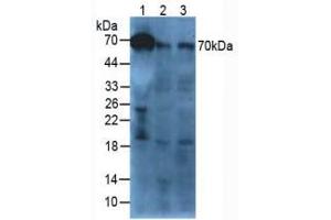 Figure. (Afamin antibody  (AA 22-210))