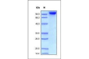 Platelet/endothelial Cell Adhesion Molecule (PECAM1) (AA 28-601) protein (Fc Tag)
