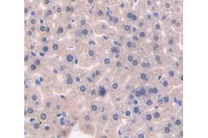 IHC-P analysis of Mouse Tissue, with DAB staining. (HGF antibody  (AA 482-710))