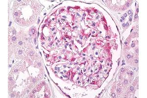 Anti-Beta Tubulin antibody IHC of human kidney, glomeruli. (TUBB antibody  (AA 417-435))