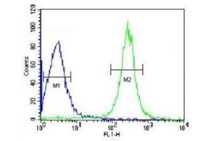 ANGPTL4 antibody flow cytometric analysis of HepG2 cells (green) compared to a negative control (blue). (ANGPTL4 antibody  (AA 138-167))