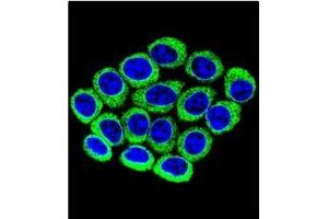 Confocal immunofluorescent analysis of CYP2B6 Antibody (Center) Cat. (CYP2B6 antibody  (Middle Region))