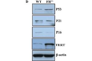 Further characterization of the FH+/- cells.