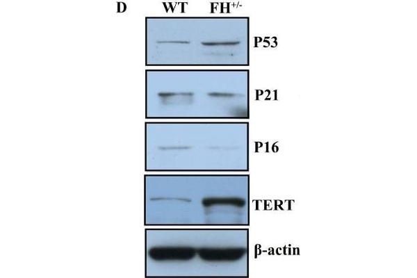 TERT antibody  (AA 601-750)