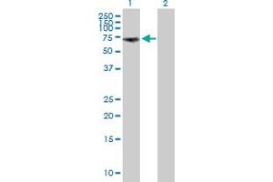 Western Blot analysis of GGA1 expression in transfected 293T cell line by GGA1 MaxPab polyclonal antibody.