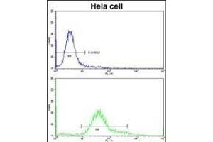 Flow cytometric analysis of hela cells using IT Antibody (C-term)(bottom histogram) compared to a negative control cell (top histogram)FITC-conjugated goat-anti-rabbit secondary antibodies were used for the analysis. (IMMT antibody  (C-Term))