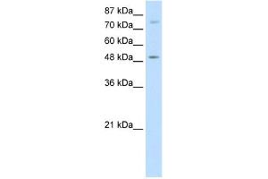 WB Suggested Anti-FOXB1 Antibody Titration:  5. (FOXB1 antibody  (N-Term))