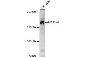 Western blot analysis of extracts of Rat testis, using MK4 antibody (ABIN7268653) at 1:1000 dilution. (MAP3K4 antibody)