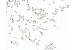 Immunocytochemistry (ICC) image for anti-CD80 (CD80) (AA 37-245) antibody (ABIN7449358)
