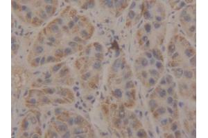 IHC-P analysis of Human Liver Tissue, with DAB staining. (Manic Fringe antibody  (AA 80-316))