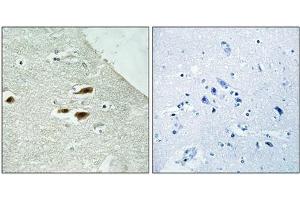 Immunohistochemistry analysis of paraffin-embedded human brain tissue using Period Circadian Protein 2 (Phospho-Ser662) antibody. (PER2 antibody  (pSer662))