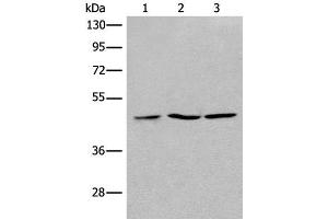 Western blot analysis of 293T Jurkat and Raji cell lysates using RPL3 Polyclonal Antibody at dilution of 1:400 (RPL3 antibody)