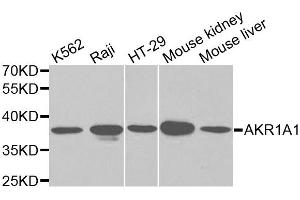 Western blot analysis of extracts of various cell lines, using AKR1A1 antibody (ABIN5970427) at 1/1000 dilution. (AKR1A1 antibody)
