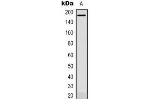 Western blot analysis of CD232 expression in NIH3T3 (A) whole cell lysates. (Plexin C1 antibody)