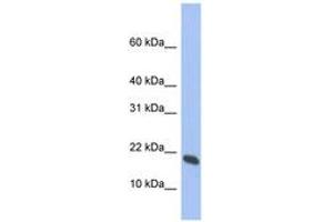 Image no. 1 for anti-Glia Maturation Factor, gamma (GMFG) (AA 35-84) antibody (ABIN6744319)