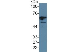 Western Blot; Sample: Human Hela cell lysate; Primary Ab: 5µg/ml Rabbit Anti-Human GTF2E1 Antibody Second Ab: 0.