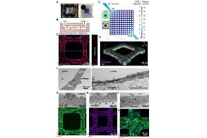 Characterization of 3D brain microvessels. (Rat Tail)