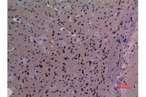 Immunohistochemistry (IHC) analysis of paraffin-embedded Mouse Brain, antibody was diluted at 1:100. (SND1 antibody  (Internal Region))