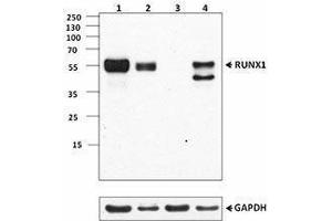 Western Blotting (WB) image for anti-Runt-Related Transcription Factor 1 (RUNX1) antibody (ABIN2665355) (RUNX1 antibody)