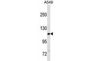 GTF2IRD2B Antibody (C-term) (ABIN1881397 and ABIN2838630) western blot analysis in A549 cell line lysates (35 μg/lane).