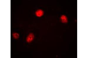 Immunofluorescent analysis of JUNB staining in HEK293 cells.