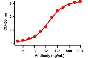 Antibodies: SARS-CoV-2 Nucleocapsid antibody, ABIN6952432. (SARS-CoV-2 Nucleocapsid antibody)