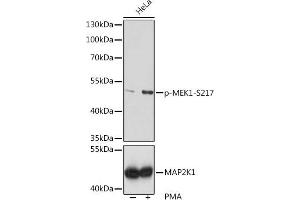 Western blot analysis of extracts of HeLa cells, using Phospho-MEK1-S217 pAb  at 1:1000 dilution or MEK1 antibody (ABIN6134386, ABIN6143481, ABIN6143482 and ABIN7101408). (MEK1 antibody  (pSer217))