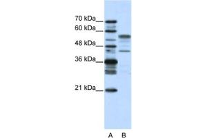 Western Blotting (WB) image for anti-Basic Leucine Zipper Nuclear Factor 1 (BLZF1) antibody (ABIN2461702) (BLZF1 antibody)