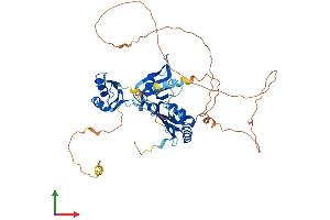 AlphaFold protein structure predicition of Human Recombinant CELF5 Protein, UniprotID Q8N6W0 (CELF5 Protein (AA 1-485) (His tag))
