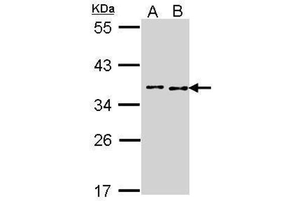 BCCIP 抗体  (C-Term)