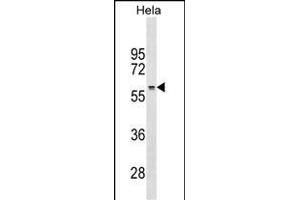 RRP1 Antibody (Center) (ABIN1538269 and ABIN2838098) western blot analysis in Hela cell line lysates (35 μg/lane). (RRP1 antibody  (AA 298-326))