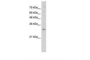 Image no. 1 for anti-SRY (Sex Determining Region Y)-Box 15 (SOX15) (N-Term) antibody (ABIN203347) (SOX15 antibody  (N-Term))