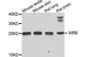Western blot analysis of extracts of various cells, using WRB antibody.