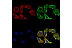 ABIN7094835 and ABIN7098886 staining Hela cells by IF/ICC. (desert Hedgehog antibody  (N-Term))
