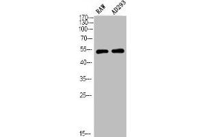Western Blot analysis of RAW AD293 using Phospho-PTEN (S380/T382/T383) Polyclonal Antibody (PTEN antibody  (pSer380, pThr382, pThr383))