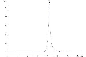 The purity of Human MMP-2 is greater than 95 % as determined by SEC-HPLC. (MMP2 Protein (AA 34-660) (His tag))
