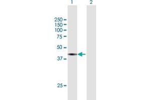 Western Blot analysis of SEC13 expression in transfected 293T cell line by SEC13 MaxPab polyclonal antibody. (SEC13 antibody  (AA 1-325))