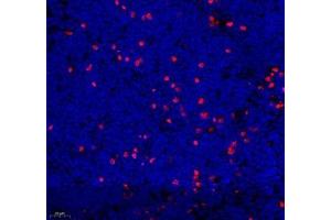 Immunofluorescence of paraffin embedded mouse lymph node using mcp5 (ABIN7073445) at dilution of 1:400 (400x lens) (Ccl12 antibody)