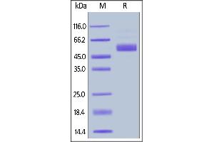 Biotinylated Mouse IL-15, Fc,Avitag on  under reducing (R) condition. (IL-15 Protein (AA 49-162) (Fc Tag,AVI tag,Biotin))