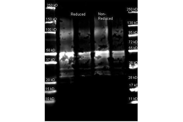Protein A antibody  (Rhodamine)