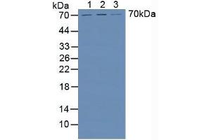 Figure. (HPSE antibody  (AA 34-115))