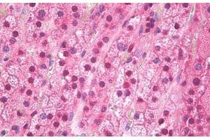 Anti-FTO antibody IHC staining of human adrenal cortex. (FTO antibody)
