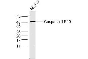 MCF-7 Cells lysates probed with Caspase-1 P10 Polyclonal Antibody, unconjugated  at 1:300 overnight at 4°C followed by a conjugated secondary antibody at 1:10000 for 60 minutes at 37°C. (Caspase 1 (p10) antibody  (AA 320-404))
