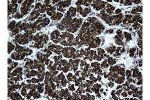 Immunohistochemistry (IHC) image for anti-Hydroxysteroid (17-Beta) Dehydrogenase 8 (HSD17B8) (AA 57-261) antibody (ABIN1491596) (HSD17B8 antibody  (AA 57-261))